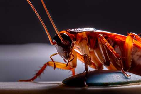 Why Are Roaches Worse At Night?