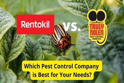 Top Termite Treatment Services in Hyderabad