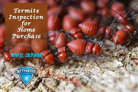 How to Install Termite Treatments with a Drill