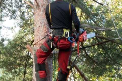 Tree Surgeon Location