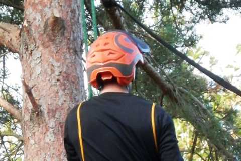 Tree Surgeon Clifton