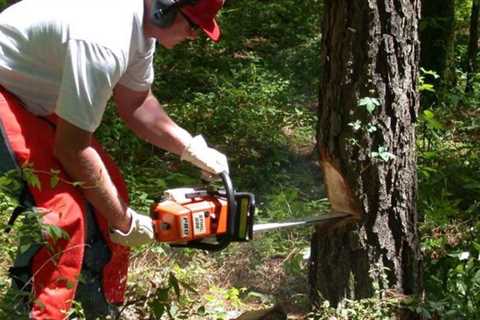 Tree Surgeon Higher Croft