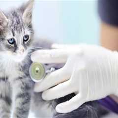 The Heart of Pet Care: Veterinarians in Augusta, GA