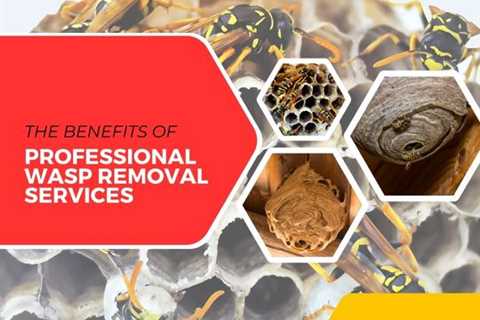 The Benefits of Professional Wasp Removal Services