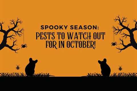 Spooky Season: Pests To Watch Out for In October!