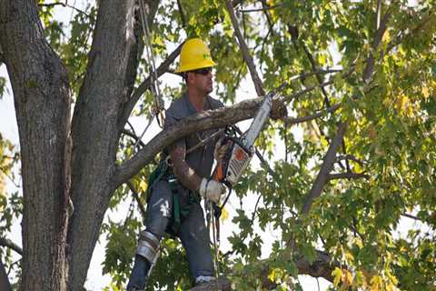 Why Hiring A Tree Service Provider In Bethany, OK, Is Essential For Preventing And Treating Tree..