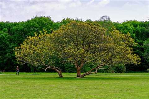 THE SCIENCE BEHIND HOW TREES PROVIDE SHADE | Bankruptcy Attorney Orem