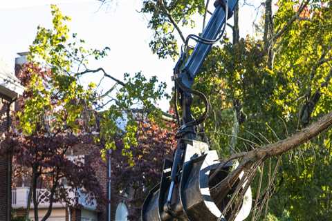 Elevate Your Landscape Design With Expert Tree Pruning Services In Groveland, MA