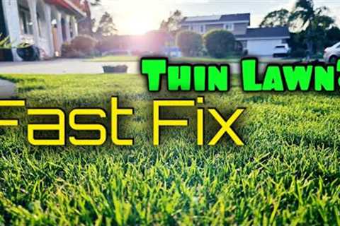 Weirdly Fast Way To Fix A Thin Lawn This Spring