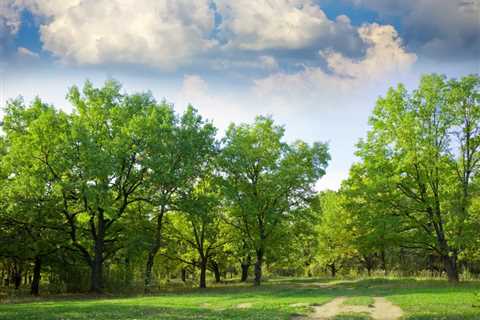 THE SCIENCE BEHIND HOW TREES IMPROVE AIR QUALITY