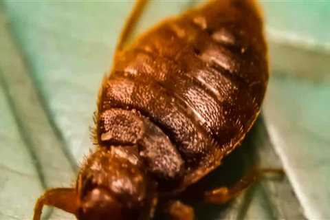 How long does professional bed bug treatment last?