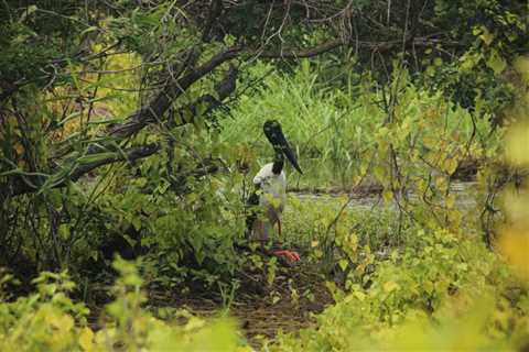 ROLE OF TREES IN SUPPORTING SUSTAINABLE FISHERIES