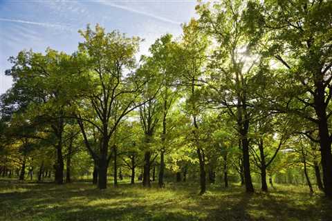 THE SCIENCE BEHIND HOW TREES IMPROVE SOIL ORGANIC MATTER DECOMPOSITION