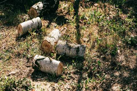 Maintaining Oklahoma's Beauty: How Tree Chopping Services Enhance Groundskeeping Efforts