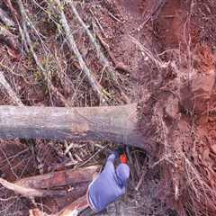 Expert Tree Removal Services In Groveland, MA: Including Tree Relocation Options