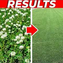 How to Kill Clover in the Lawn FAST!