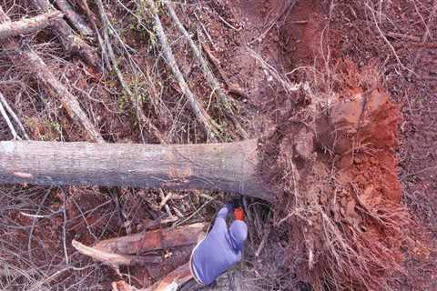 Expert Tree Removal Services In Groveland, MA: Including Tree Relocation Options