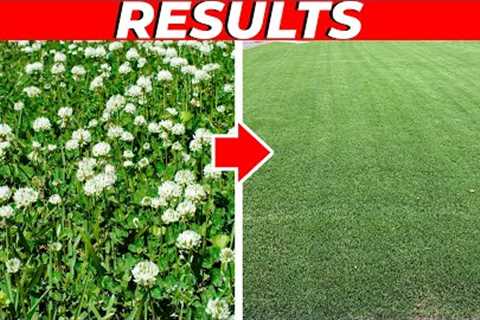 How to Kill Clover in the Lawn FAST!