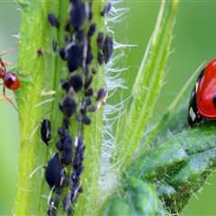 What pest control methods are better for the environment than chemical methods?