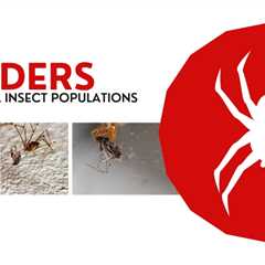 Burlington Pest Control: How Do Spiders Help Control Insect Populations?