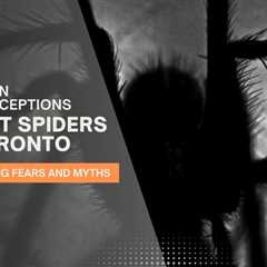 Common Misconceptions About Spiders in Toronto: Debunking Fears and Myths