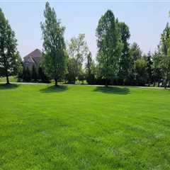 Revitalize Your Lawn: Implementing A Fertilization Program In Dulles, Virginia Post-Tree Pruning