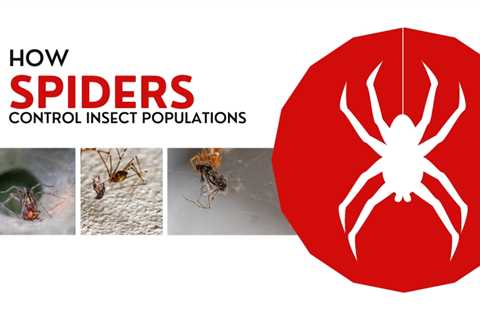 Burlington Pest Control: How Do Spiders Help Control Insect Populations?