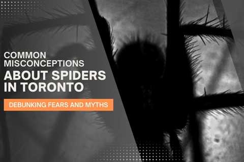 Common Misconceptions About Spiders in Toronto: Debunking Fears and Myths