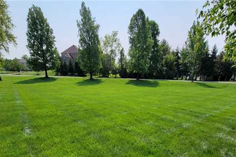 Revitalize Your Lawn: Implementing A Fertilization Program In Dulles, Virginia Post-Tree Pruning