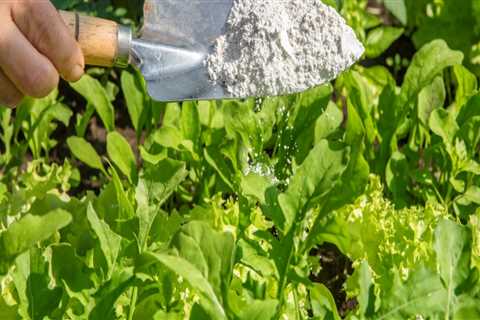 Using Natural Methods for Pest Control in Your Garden