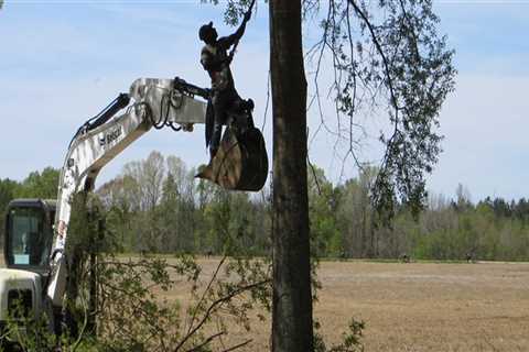 The Essential Guide To Tree Trimming In Sandy Springs: What You Need To Know