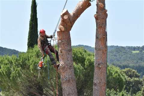 How Much Is a Large Tree Removal?