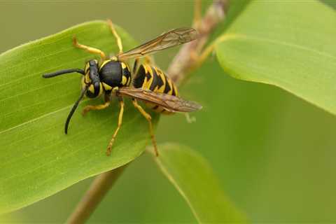 Defending Your Floors: Wasp Control's Impact On Hardwood Flooring In Calgary