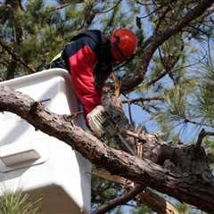 Electrifying Safety: Mastering Tree Pruning and Removal for Utility Companies with Arboriculture..