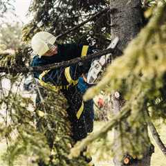 UNDERSTANDING THE DIFFERENT TYPES OF TREE PRUNING TECHNIQUES