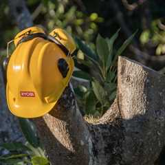 UNDERSTANDING THE DIFFERENT TYPES OF TREE SERVICES