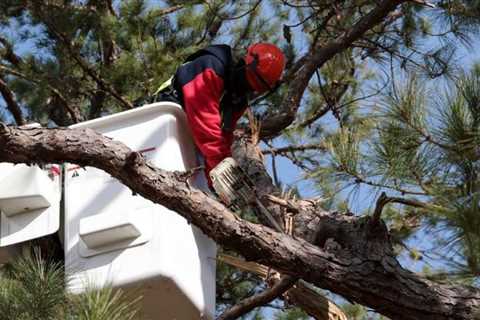 Electrifying Safety: Mastering Tree Pruning and Removal for Utility Companies with Arboriculture..