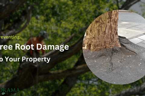 Preventing and Addressing Tree Root Damage to Your Property