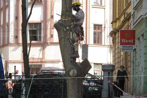 Safe & Sound in the Canopy: Mastering Tree Pruning and Removal Safety for Arborists