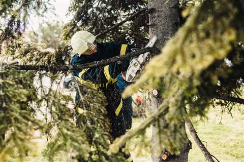 UNDERSTANDING THE DIFFERENT TYPES OF TREE PRUNING TECHNIQUES