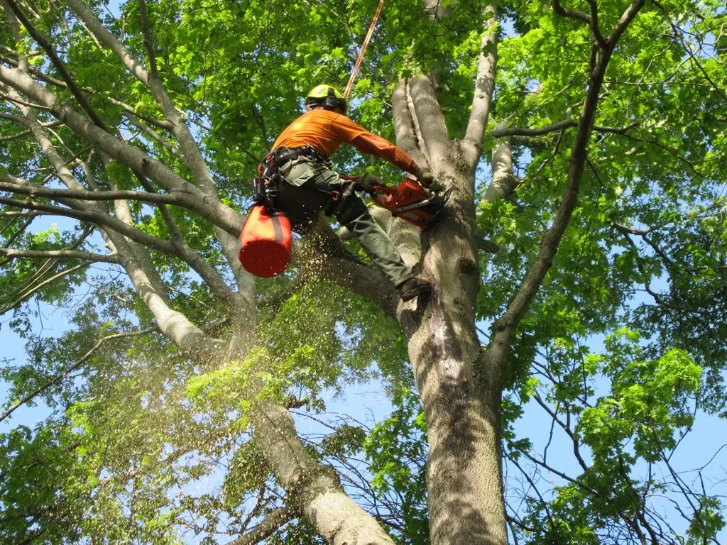 Murrieta Tree Service