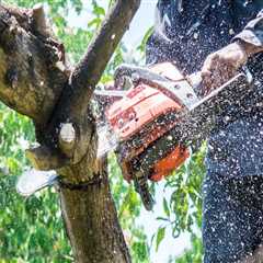 The Benefits Of Professional Tree Removal And Trimming Services In Portland, OR