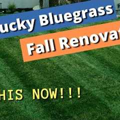 FIX YOUR LAWN - Fall lawn renovation, Kentucky Bluegrass (KBG lawn renovation, repair and re-growth)