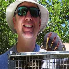 Squirrel Removal Services In Rocklin, CA: Why DIY Pest Control Isn’t Enough