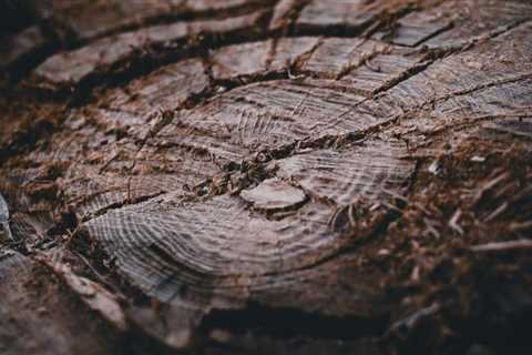 Unlocking the Treasure Trove: Custom Lumber Milling from Removed Trees