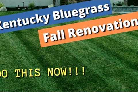 FIX YOUR LAWN - Fall lawn renovation, Kentucky Bluegrass (KBG lawn renovation, repair and re-growth)