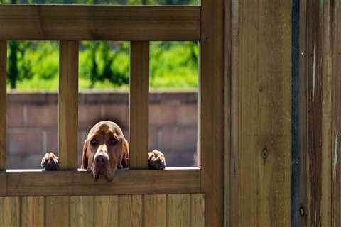 The Best Fencing Options for Dogs