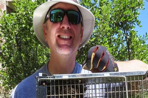 Squirrel Removal Services In Rocklin, CA: Why DIY Pest Control Isn’t Enough