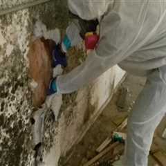 Mold Remediation In Hollywood, FL: Collaborating With Residential Electricians For A Thorough..