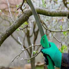 Tree Care 101: Understanding The Importance Of Arboriculture In Harrisburg, PA